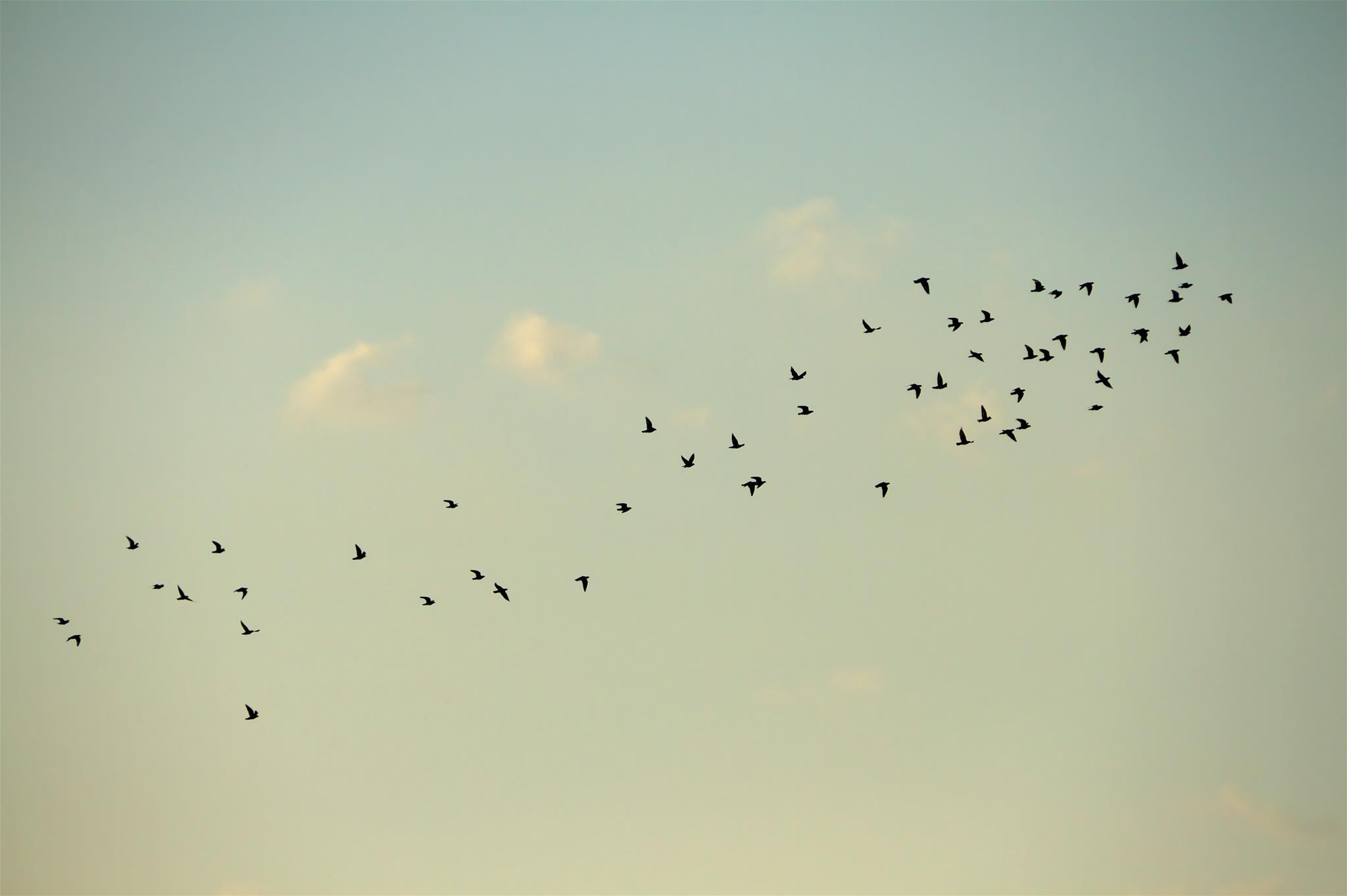 fliegende Vögel am  Himmel