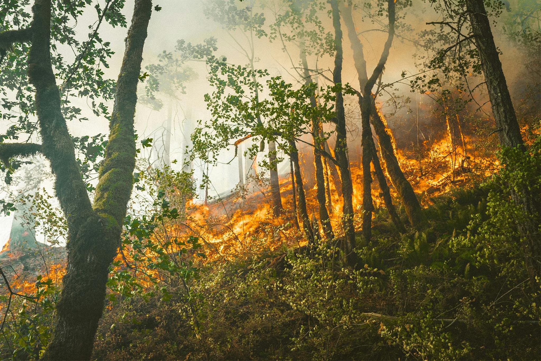 Waldlichtung in Brand