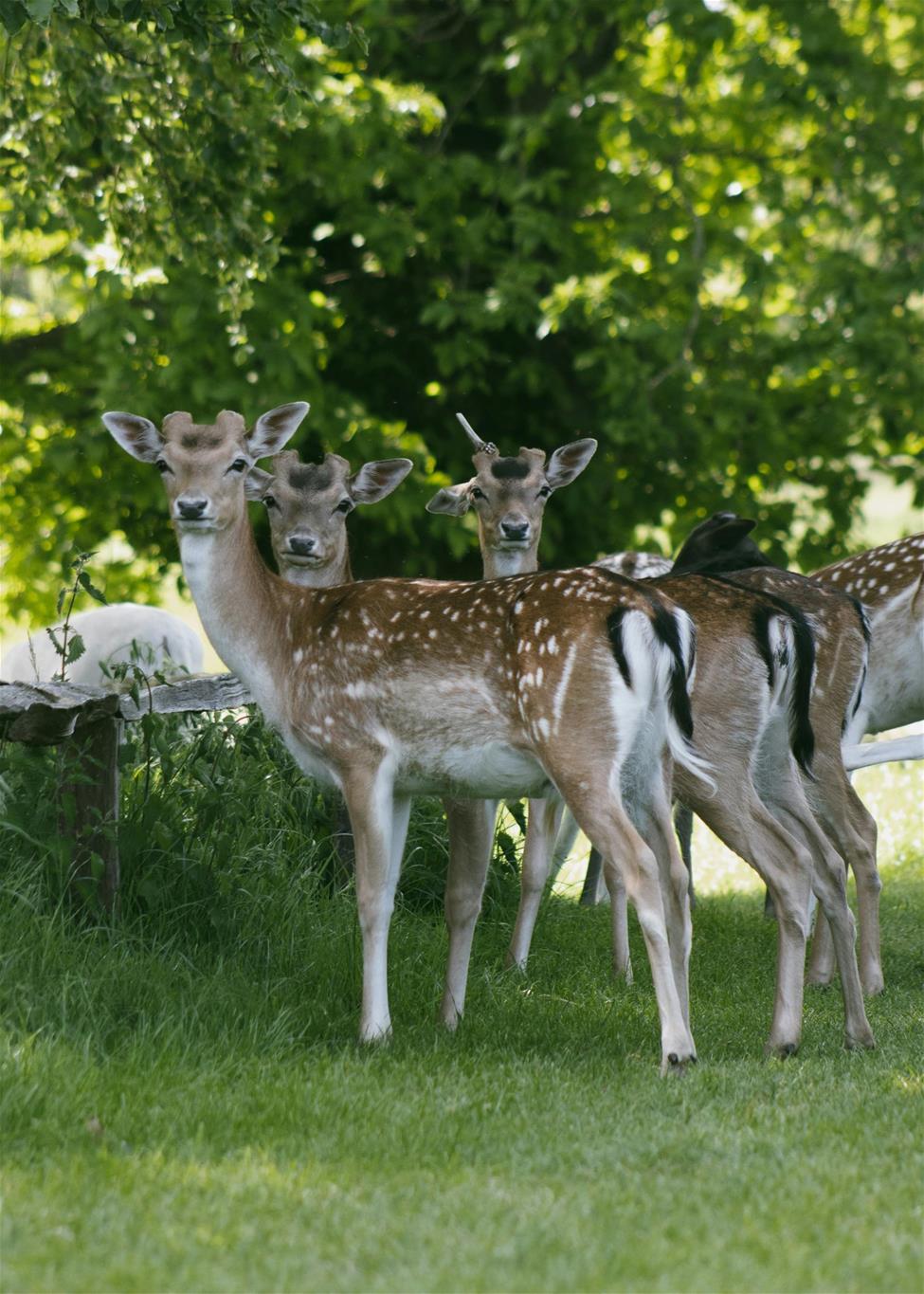 drei Rehe vor einem Baum